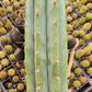 #EC196 EXACT Trichocereus peruvianus "Rancho" - Esquejes de cactus ornamental y plantas en maceta