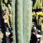 #EC196 EXACT trichocereus Peruvianus "Rancho" Ornamental Cactus Cuttings and Potted