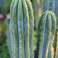 #EC196 EXACT trichocereus Peruvianus "Rancho" Ornamental Cactus Cuttings and Potted