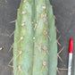#EC20 EXACT Trichocereus Peruvianus TSSBP Blue Peru Cactus Cutting 12"