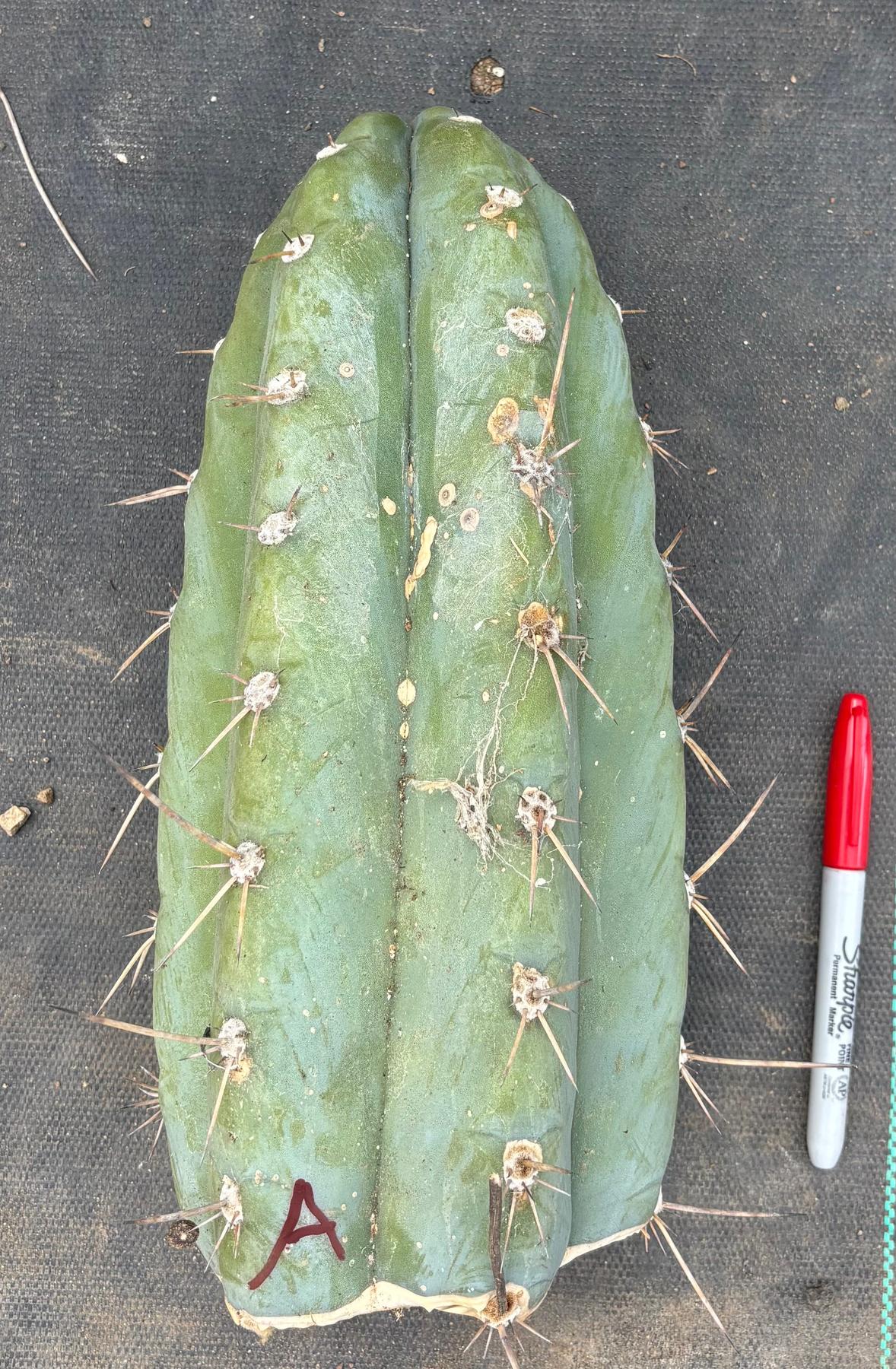 #EC20 EXACT Trichocereus Peruvianus TSSBP Blue Peru Cactus Cutting 12"