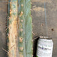 #EC20 EXACT Trichocereus Peruvianus TSSBP Blue Peru Cactus Cutting 12"