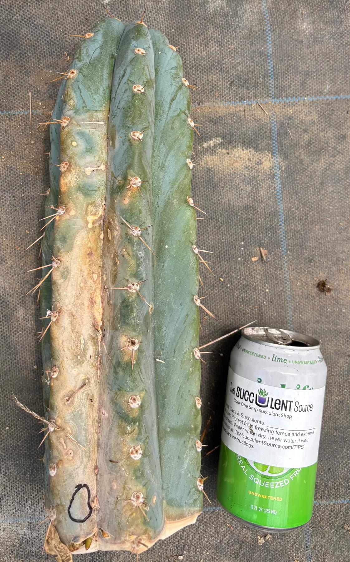 #EC20 EXACT Trichocereus Peruvianus TSSBP Blue Peru Cactus Cutting 12"