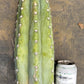 #EC20 EXACT Trichocereus Peruvianus TSSBP Blue Peru Cactus Cutting 12"