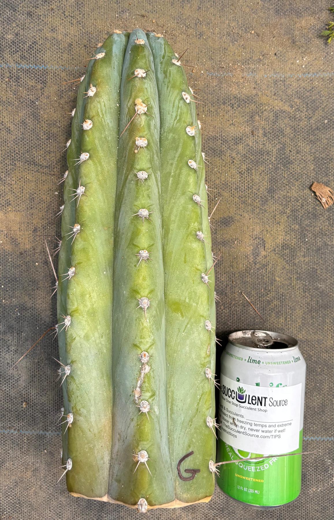 #EC20 EXACT Trichocereus Peruvianus TSSBP Blue Peru Cactus Cutting 12"