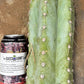 #EC20 EXACT Trichocereus Peruvianus TSSBP Blue Peru Cactus Cutting 12"