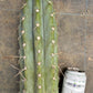 #EC20 EXACT Trichocereus Peruvianus TSSBP Blue Peru Cactus Cutting 12"