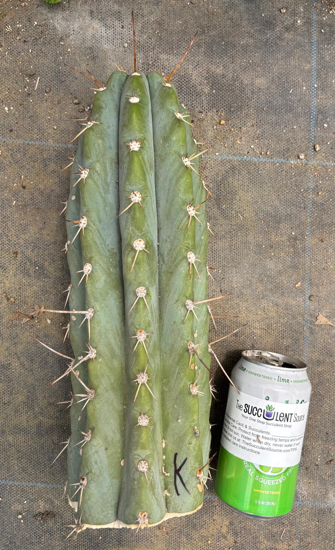 #EC20 EXACT Trichocereus Peruvianus TSSBP Blue Peru Cactus Cutting 12"
