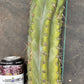#EC20 EXACT Trichocereus Peruvianus TSSBP Blue Peru Cactus Cutting 12"