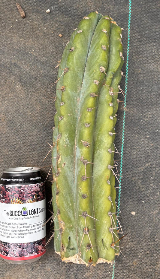 #EC20 EXACT Trichocereus Peruvianus TSSBP Blue Peru Cactus Cutting 12"