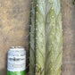 #EC20 EXACT Trichocereus Peruvianus TSSBP Blue Peru Cactus Cutting 12"