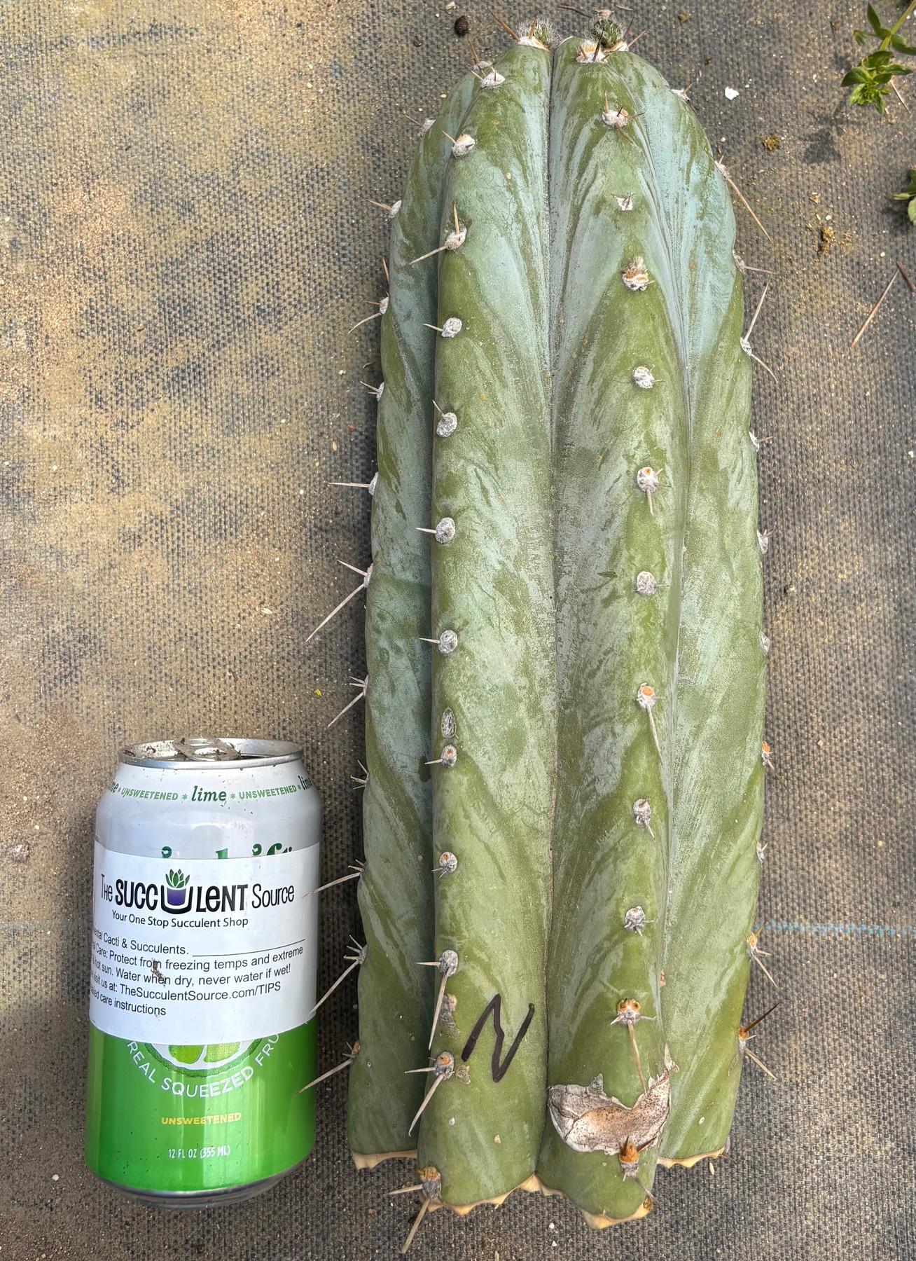 #EC20 EXACT Trichocereus Peruvianus TSSBP Blue Peru Cactus Cutting 12"