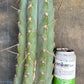 #EC20 EXACT Trichocereus Peruvianus TSSBP Blue Peru Cactus Cutting 12"