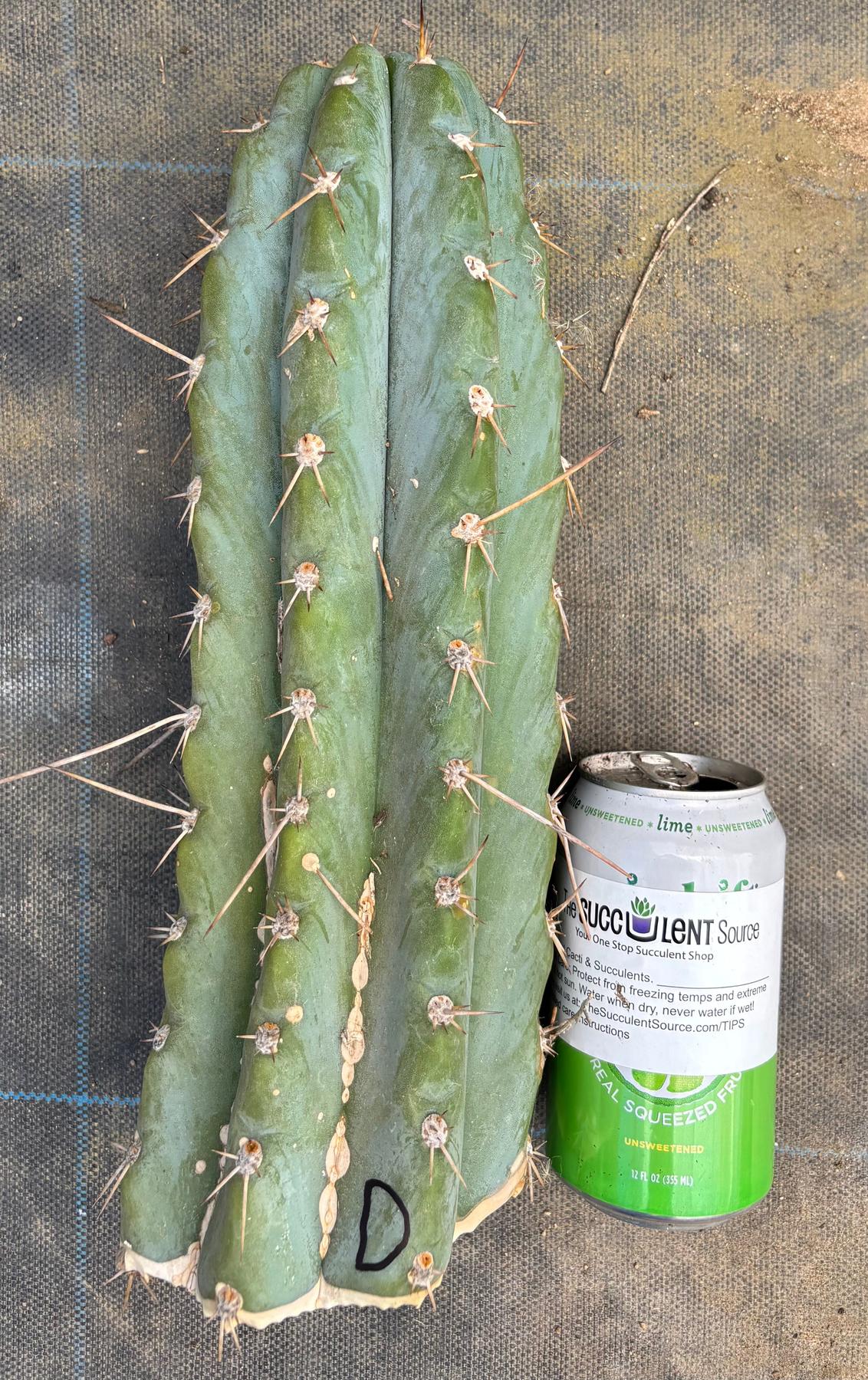 #EC20 EXACT Trichocereus Peruvianus TSSBP Blue Peru Cactus Cutting 12"