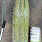 #EC20 EXACT Trichocereus Peruvianus TSSBP Blue Peru Cactus Cutting 12"