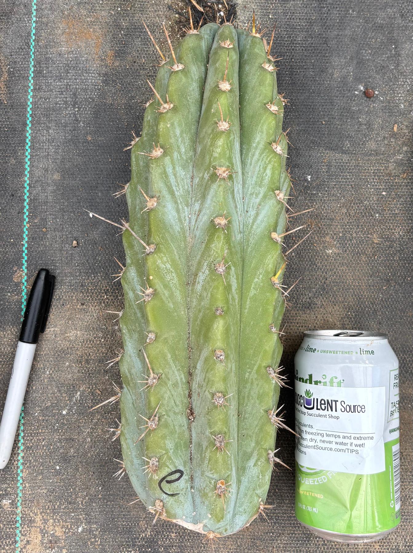#EC20 EXACT Trichocereus Peruvianus TSSBP Blue Peru Cactus Cutting 12"