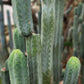 #EC200 EXACT Trichocereus Pachanoi BGH Cactus cutting