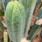 #EC200 EXACT Trichocereus Pachanoi BGH Cactus cutting