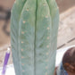 #EC200 EXACT Trichocereus Pachanoi BGH Cactus cutting