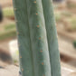 #EC200 EXACT Trichocereus Pachanoi BGH Cactus cutting