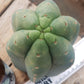 #EC200 EXACT Trichocereus Pachanoi BGH Cactus cutting