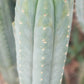 #EC200 EXACT Trichocereus Pachanoi BGH Cactus cutting