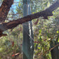 #EC200 EXACT Trichocereus Pachanoi BGH Cactus cutting