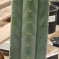 #EC200 EXACT Trichocereus Pachanoi BGH Cactus cutting