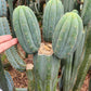 #EC200 EXACT Trichocereus Pachanoi BGH Cactus cutting