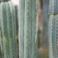 #EC200 EXACT Trichocereus Pachanoi BGH Cactus cutting