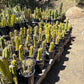 #EC203 EXACT Trichocereus Bargain 5 Potted Hybrid Special