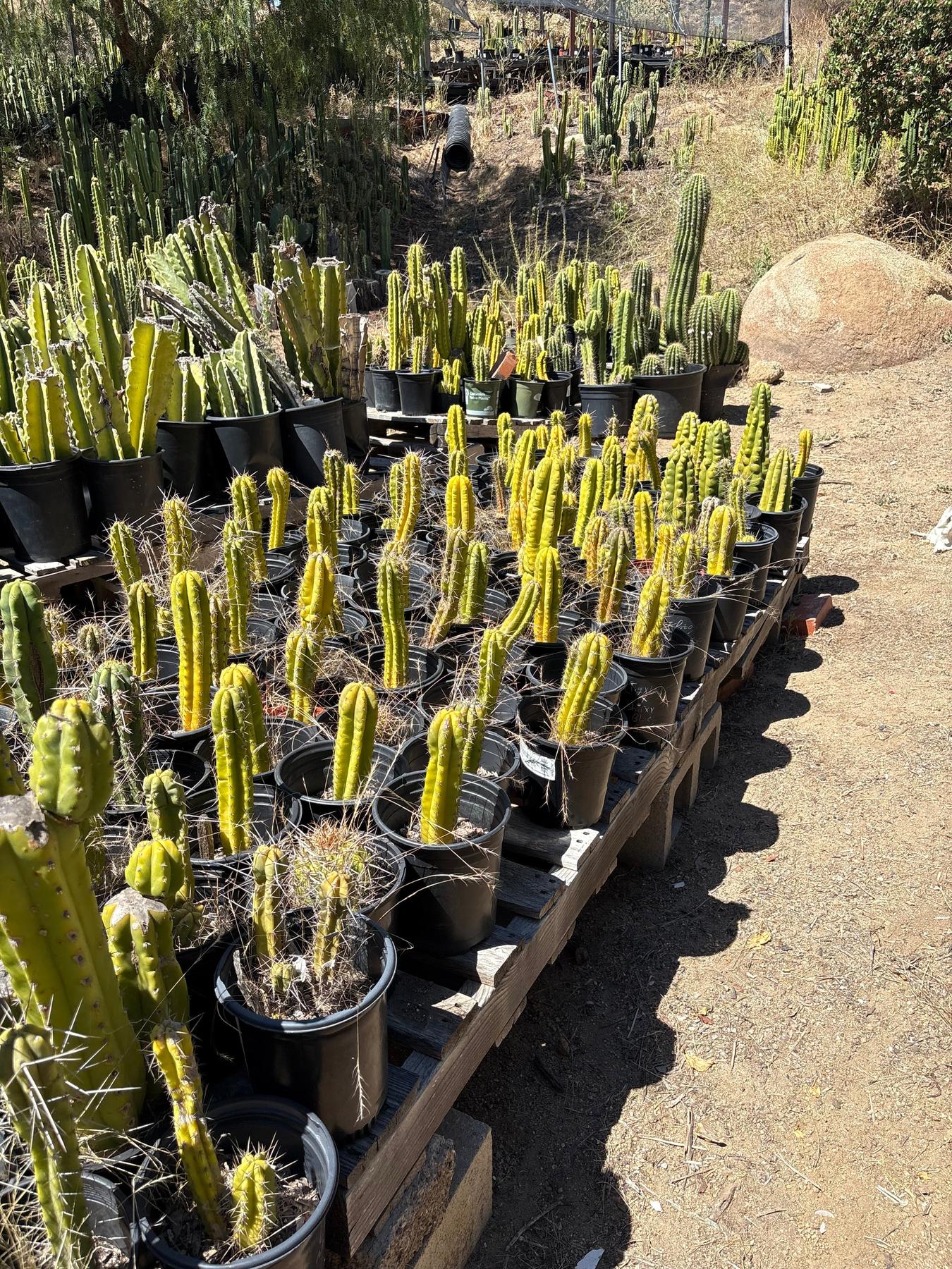 #EC203 EXACT Trichocereus Bargain 5 Potted Hybrid Special