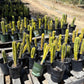 #EC203 EXACT Trichocereus Bargain 5 Potted Hybrid Special