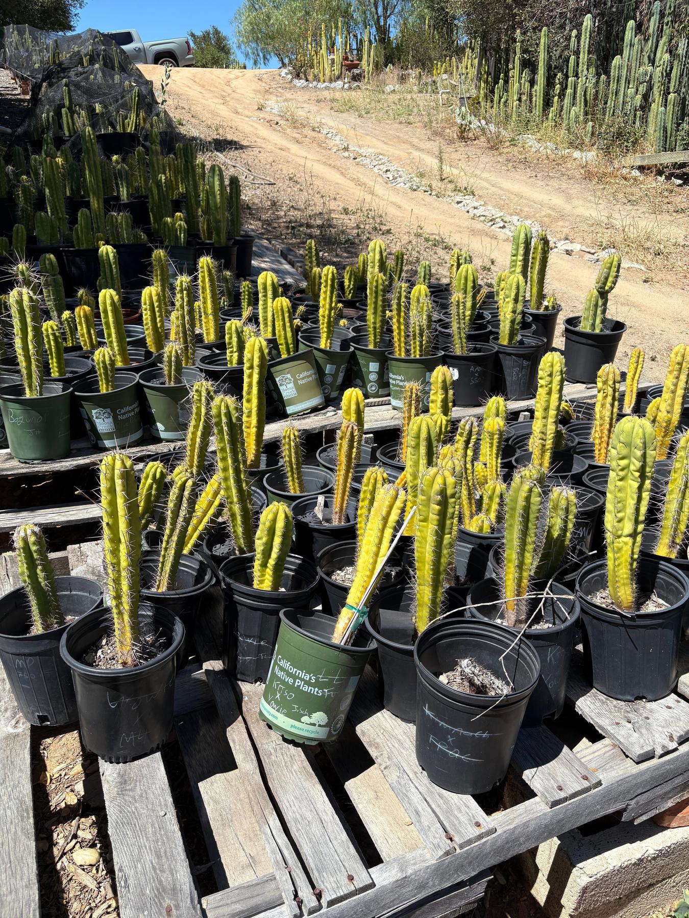 #EC203 EXACT Trichocereus Bargain 5 Potted Hybrid Special
