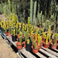 #EC203 EXACT Trichocereus Bargain 5 Potted Hybrid Special