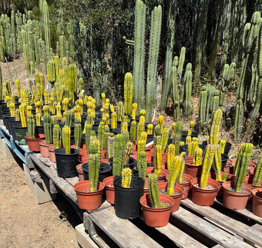 #EC203 EXACT Trichocereus Bargain 5 Potted Hybrid Special