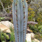 #EC206 Trichocereus Hybrid Scop X Peruvianus Martin Cactus Seedling