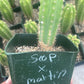 #EC206 Trichocereus Hybrid Scop X Peruvianus Martin Cactus Seedling