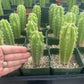 #EC206 Trichocereus Hybrid Scop X Peruvianus Martin Cactus Seedling