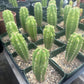 #EC206 Trichocereus Hybrid Scop X Peruvianus Martin Cactus Seedling