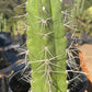 #EC210 Trichocereus Misfits Potted in 1 gallon Containers