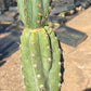 #EC210 Trichocereus Misfits Potted in 1 gallon Containers