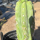 #EC210 Trichocereus Misfits Potted in 1 gallon Containers