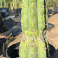 #EC210 Trichocereus Misfits Potted in 1 gallon Containers