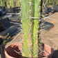 #EC210 Trichocereus Misfits Potted in 1 gallon Containers