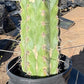 #EC210 Trichocereus Misfits Potted in 1 gallon Containers