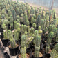 #EC210 Trichocereus Misfits Potted in 1 gallon Containers