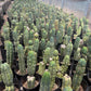 #EC210 Trichocereus Misfits Potted in 1 gallon Containers