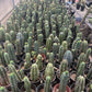 #EC210 Trichocereus Misfits Potted in 1 gallon Containers