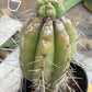 #EC210 Trichocereus Misfits Potted in 1 gallon Containers